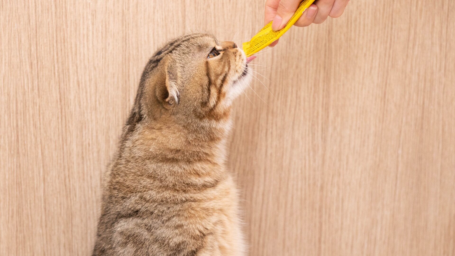 A cat licking food from a tube