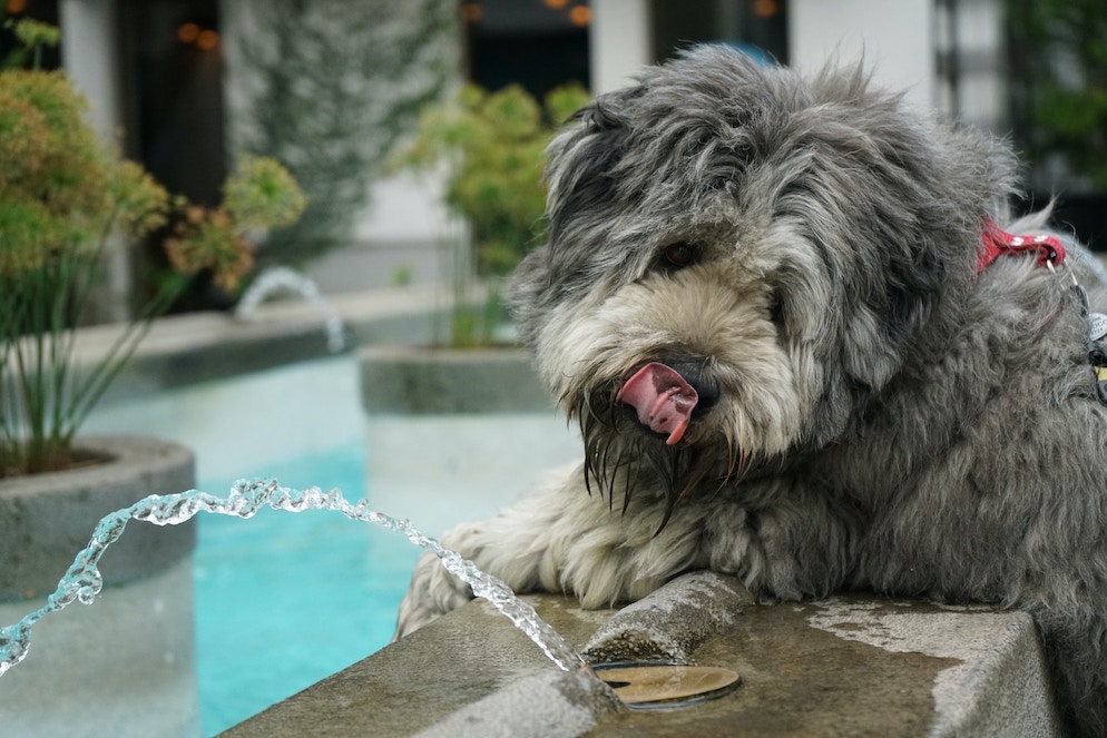 Grauer Hund trinkt an einem Brunnen