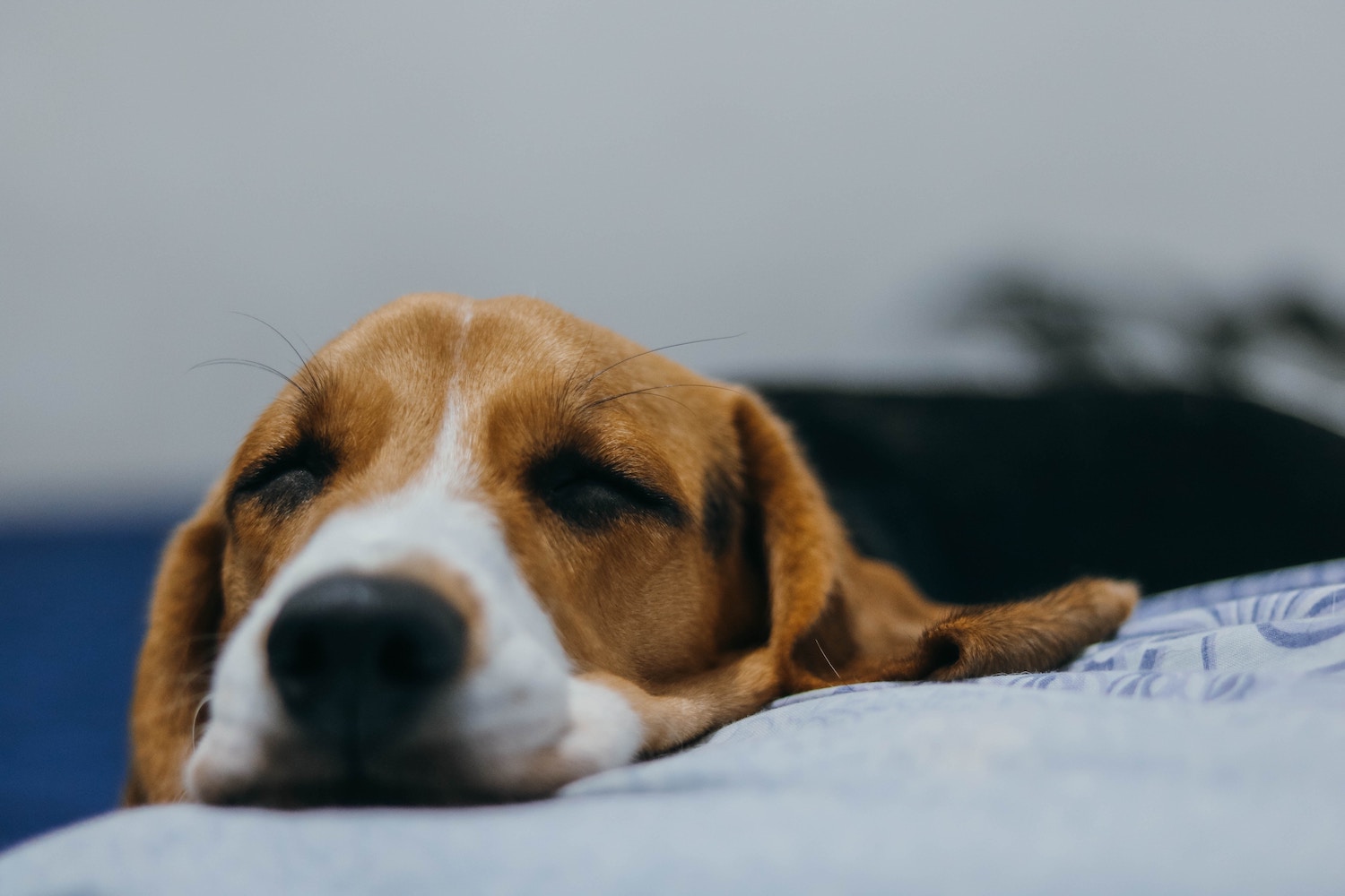 Beagle liegt abgeschlagen im Bett