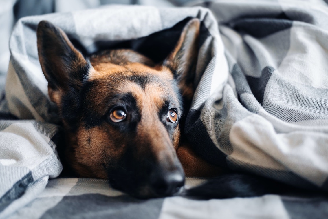 Schäferhund liegt im Bett und schaut unter Decke hervor