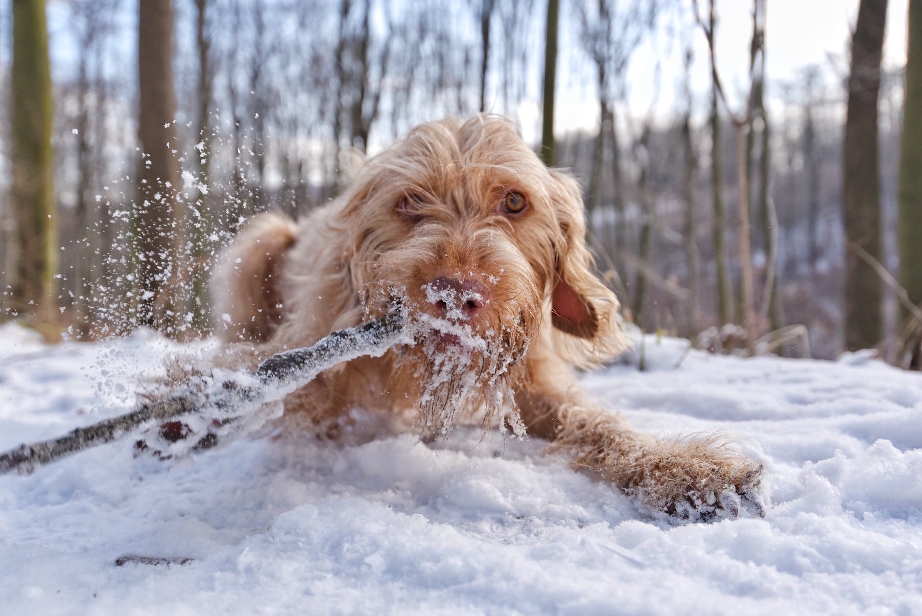 Hund spielt mit Ast draußen im Schnee