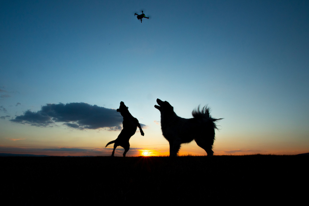 Zwei Hunde bei Sonnenuntergang sehen einer Drone nach
