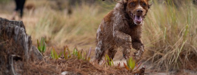 A dog running away from its owner