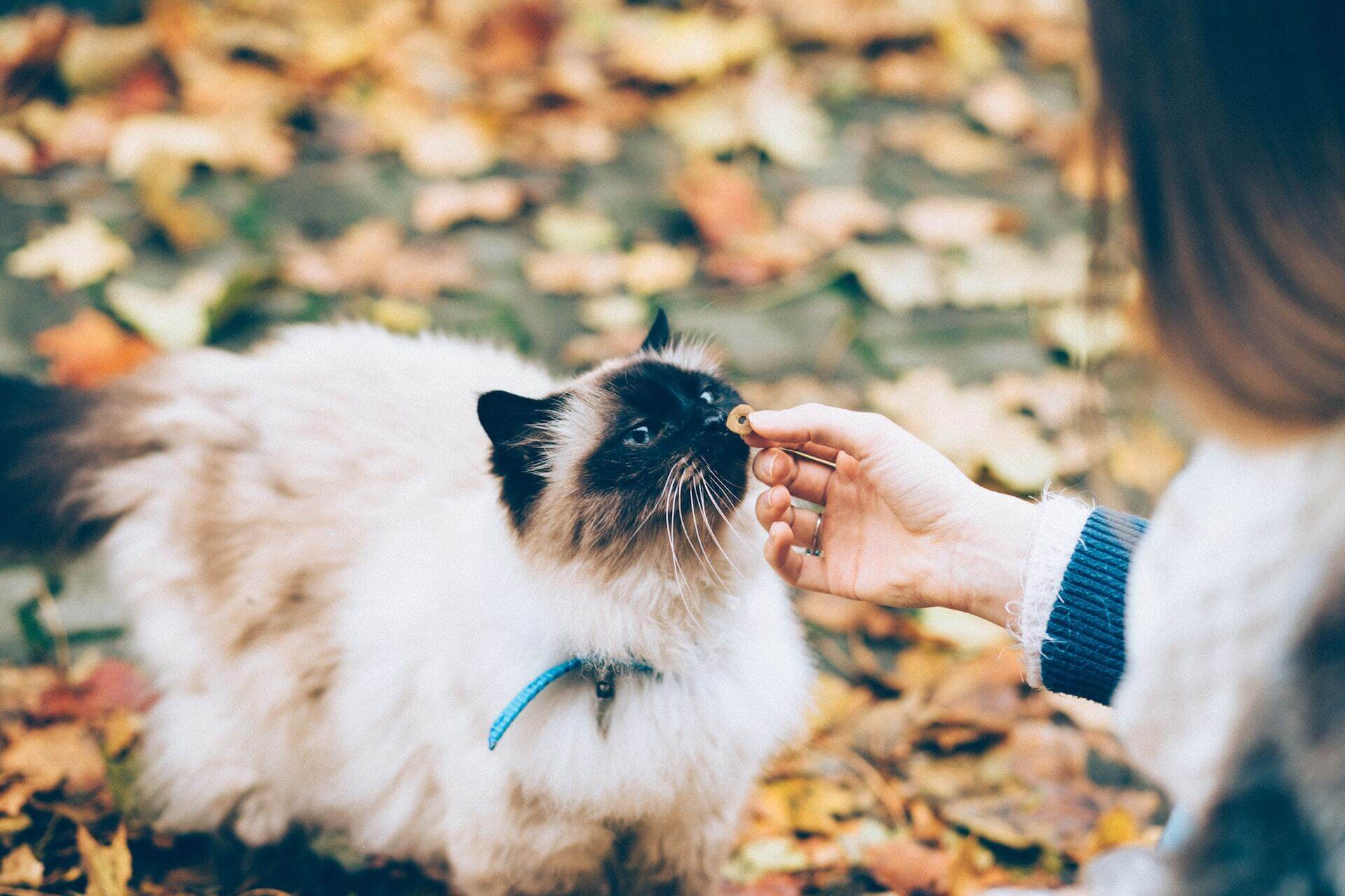 Frau gibt einer weißen Katze im Freien ein Leckerli