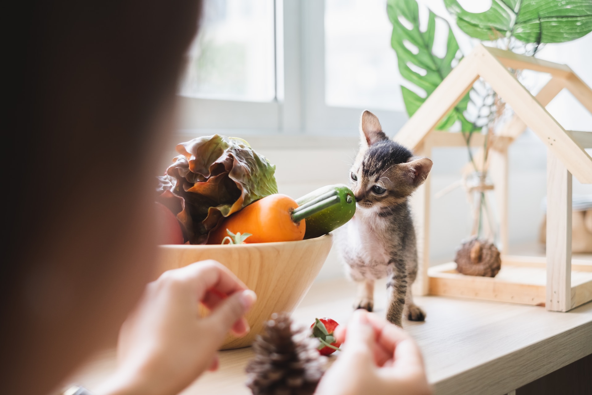 A cat sniffing a bowl of vegetables