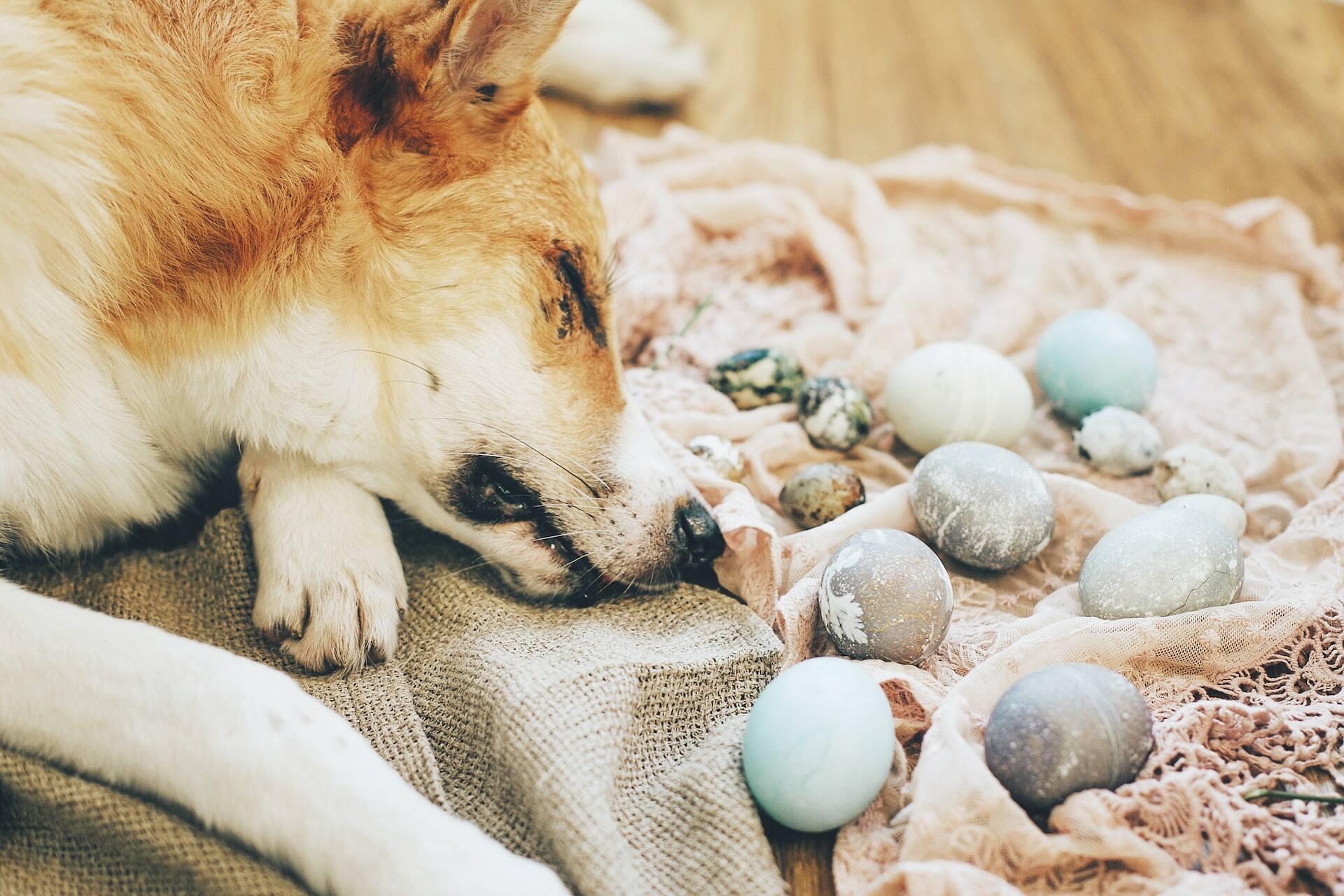 A dog sleeping on a blanket next to some Easter eggs