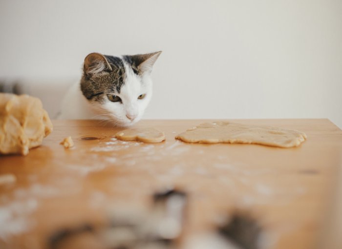 A cat sniffing raw cookie dough on a kitchen table