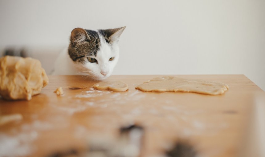 A cat sniffing raw cookie dough on a kitchen table