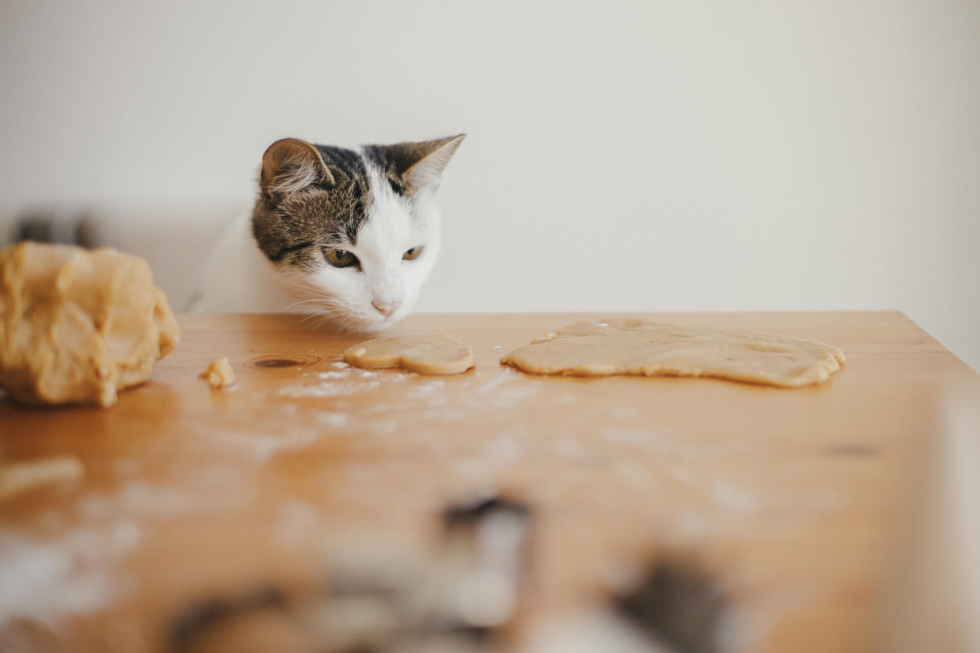 Kibble in morning shop raw at night cat