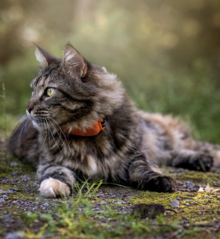 Outdoor Cat Care in Winter: Cold Weather Cat Safety Tips - Tractive