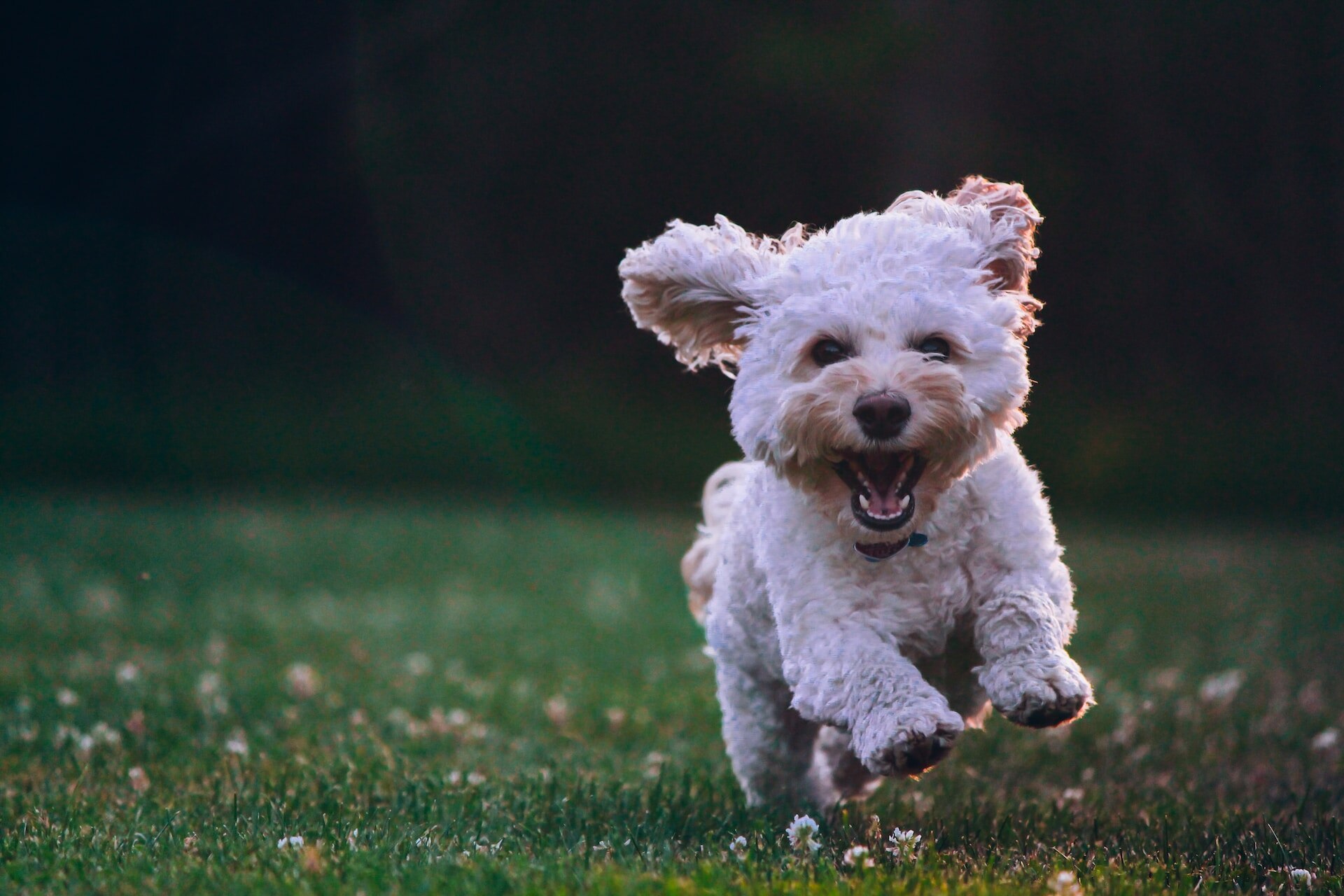 A frightened dog running away outdoors