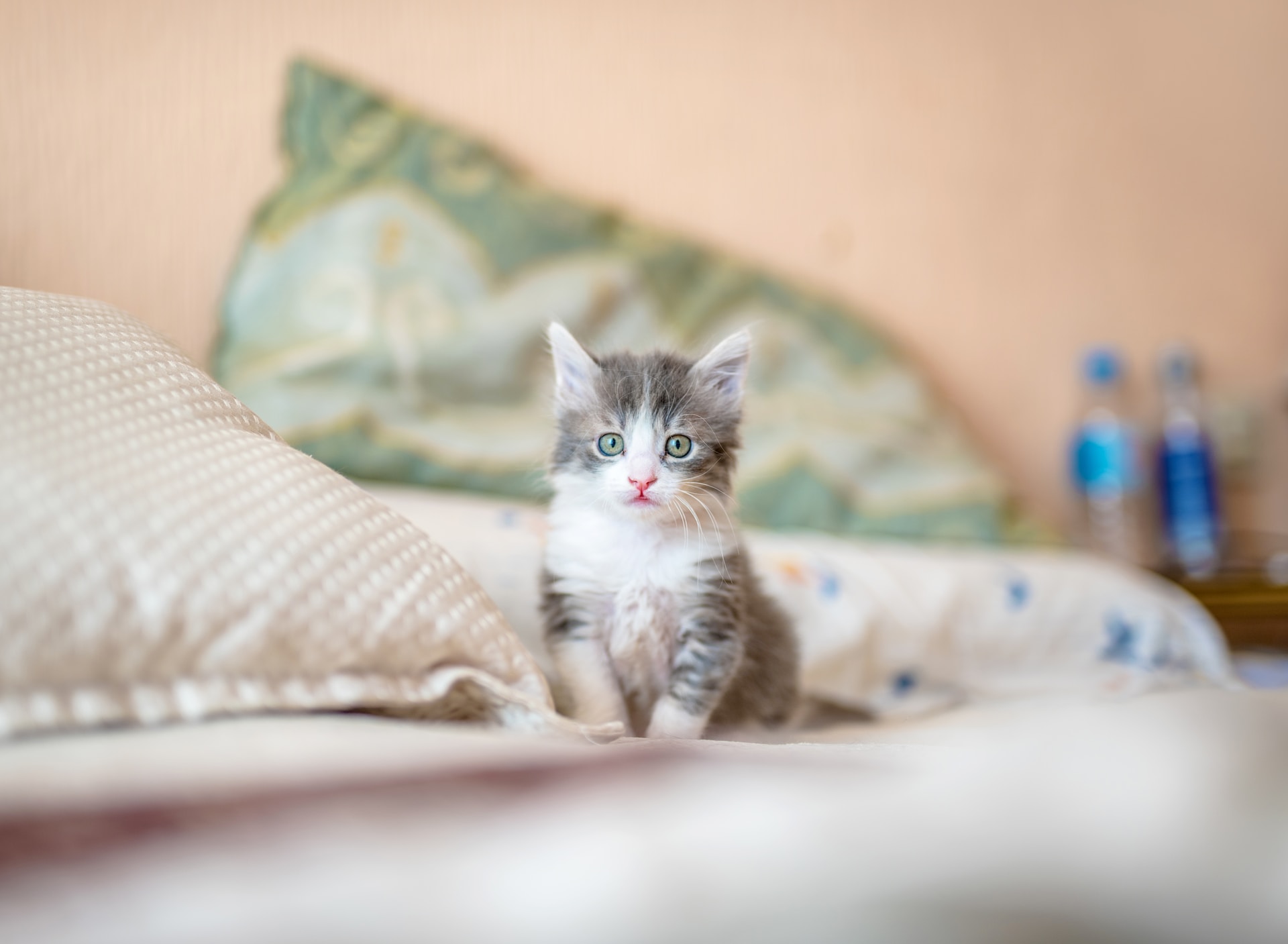 A kitten sitting next to a pillow on bed