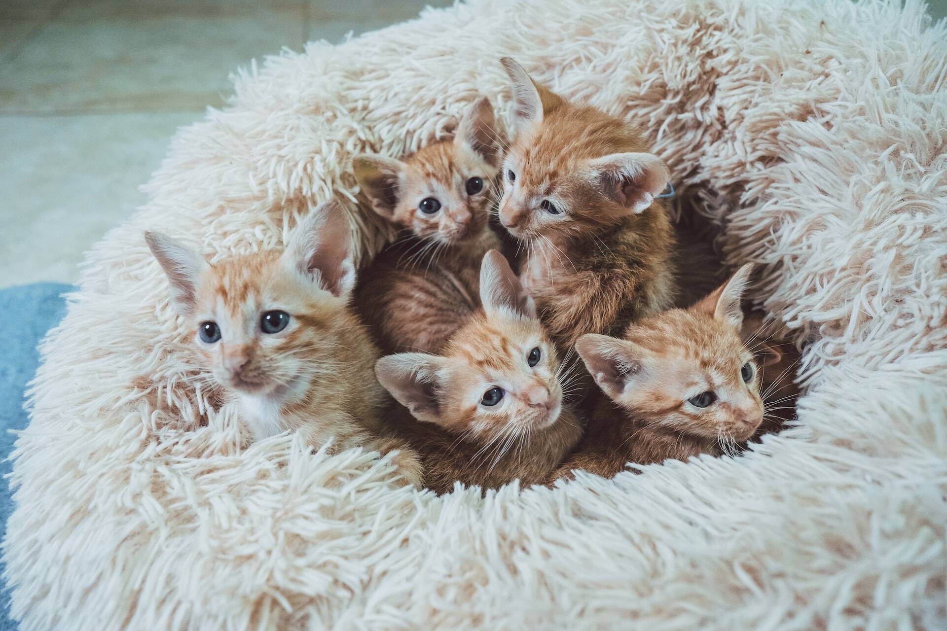 A litter of kittens in a pillow