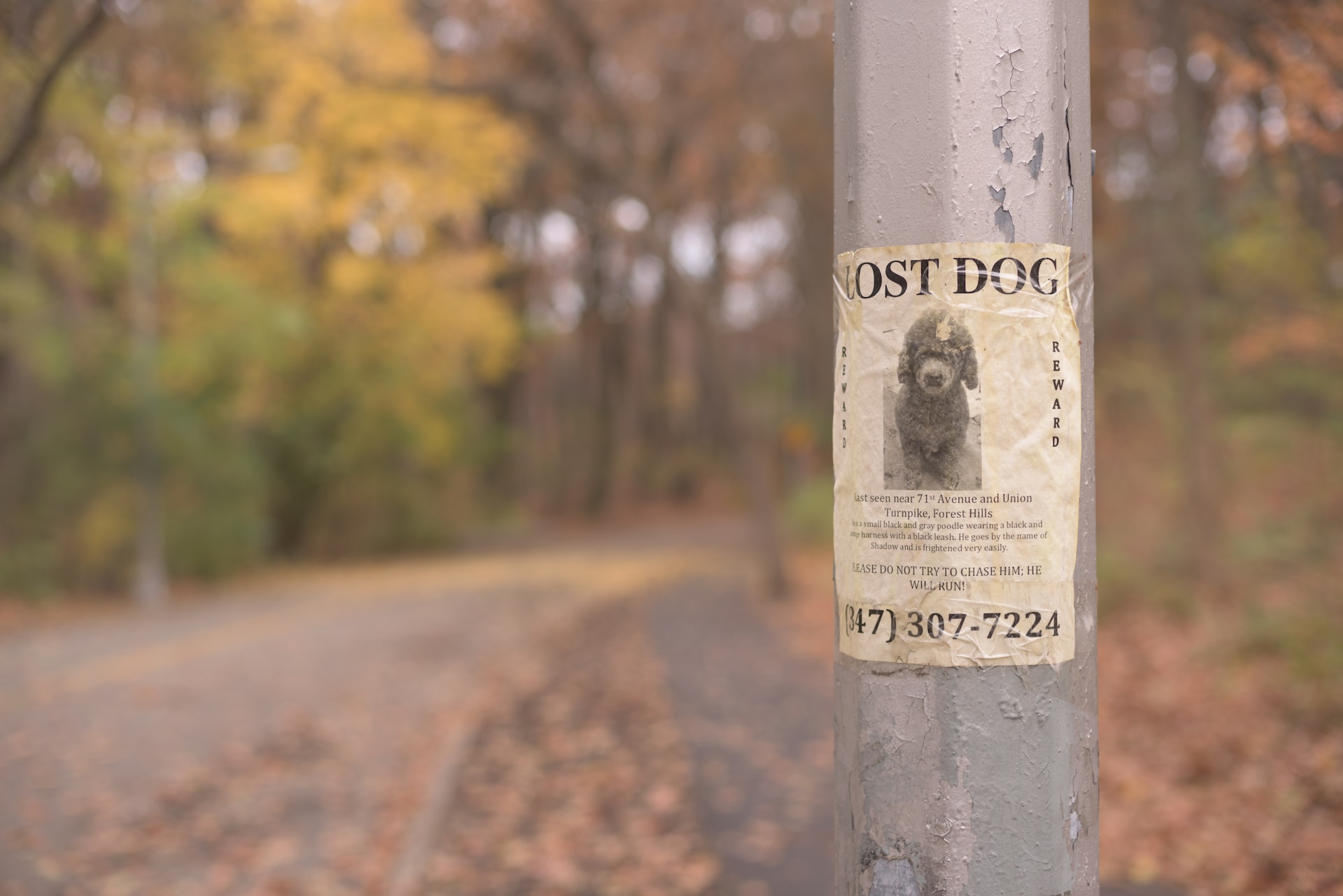 A lost dog poster on a streetlamp by a forest