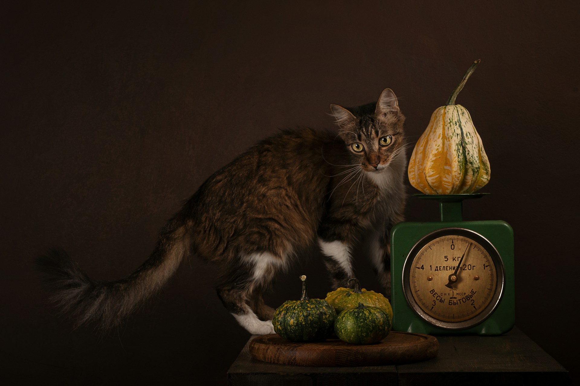 A cat sitting on a table besides pumpkins and a weighing scale