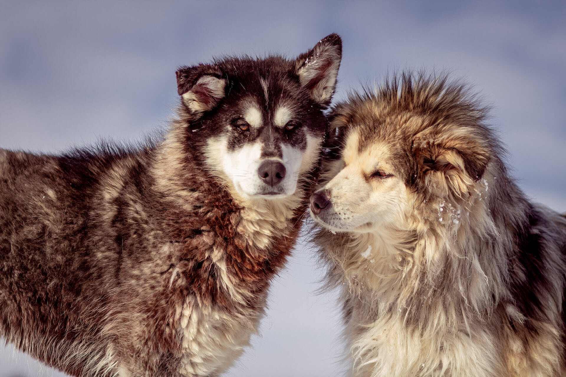 A pair of Alaskan Malamutes in the snow