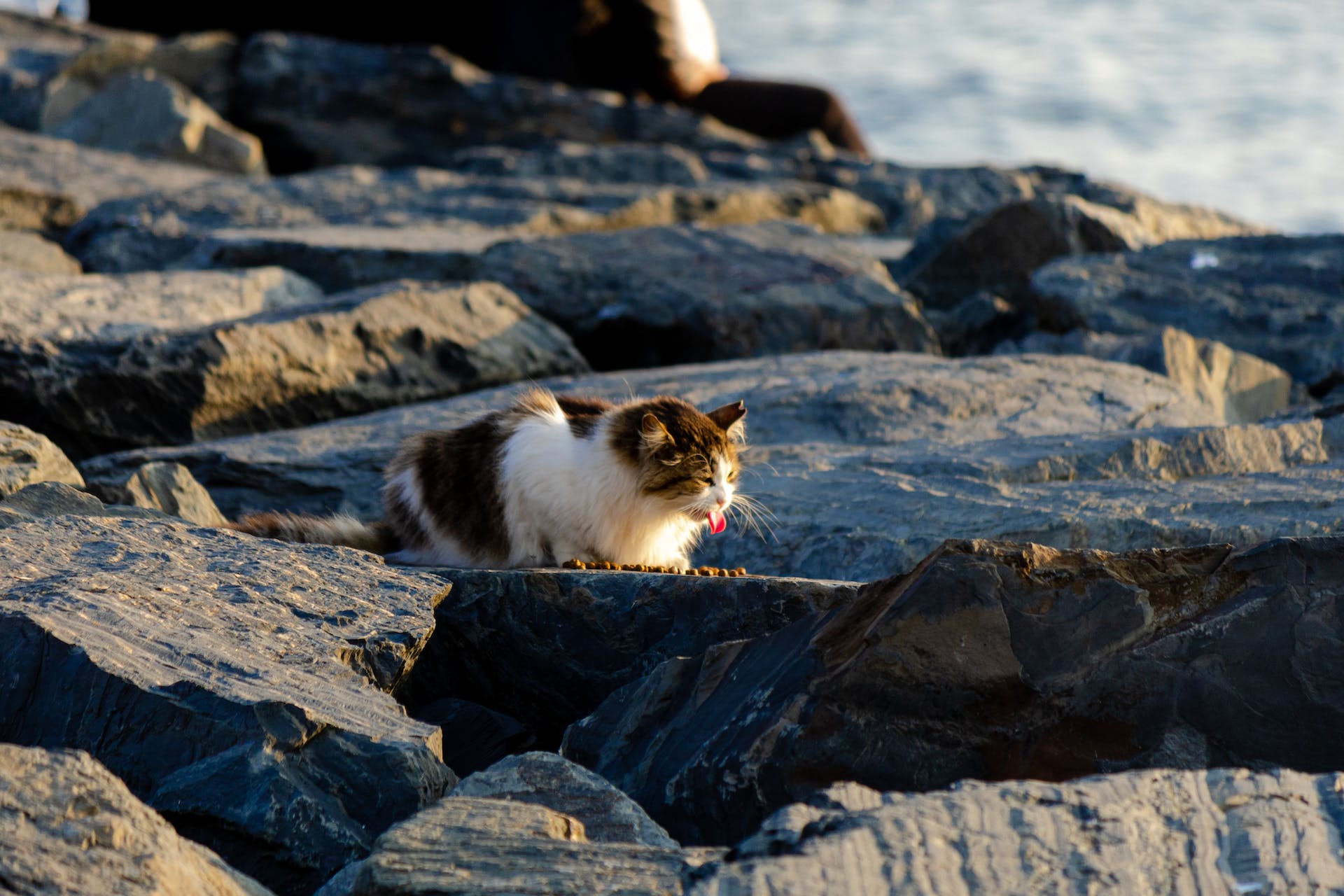A cat eating on a rock besides the sea