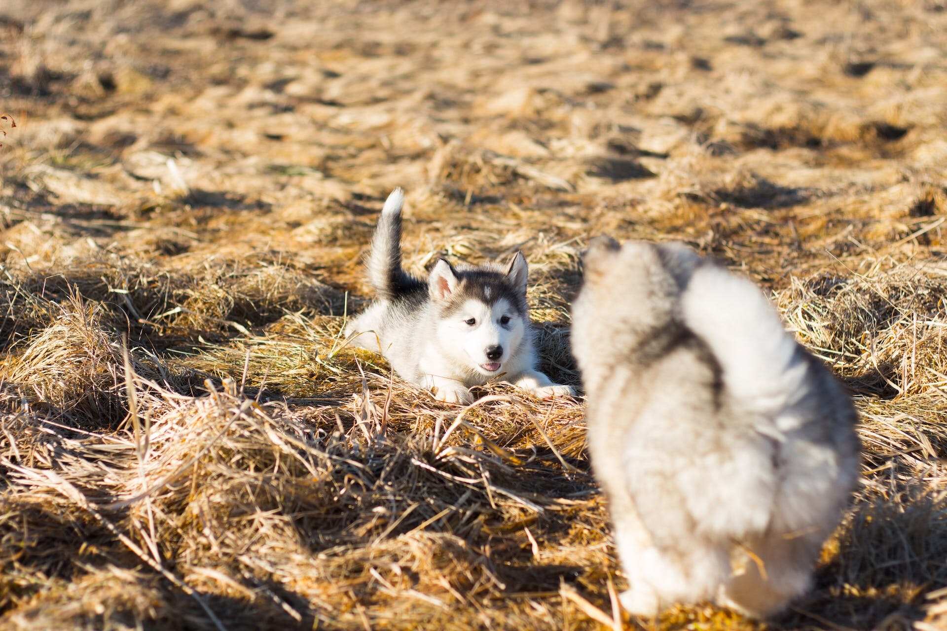 Two Malamute puppies playing in a sunny field outdoors