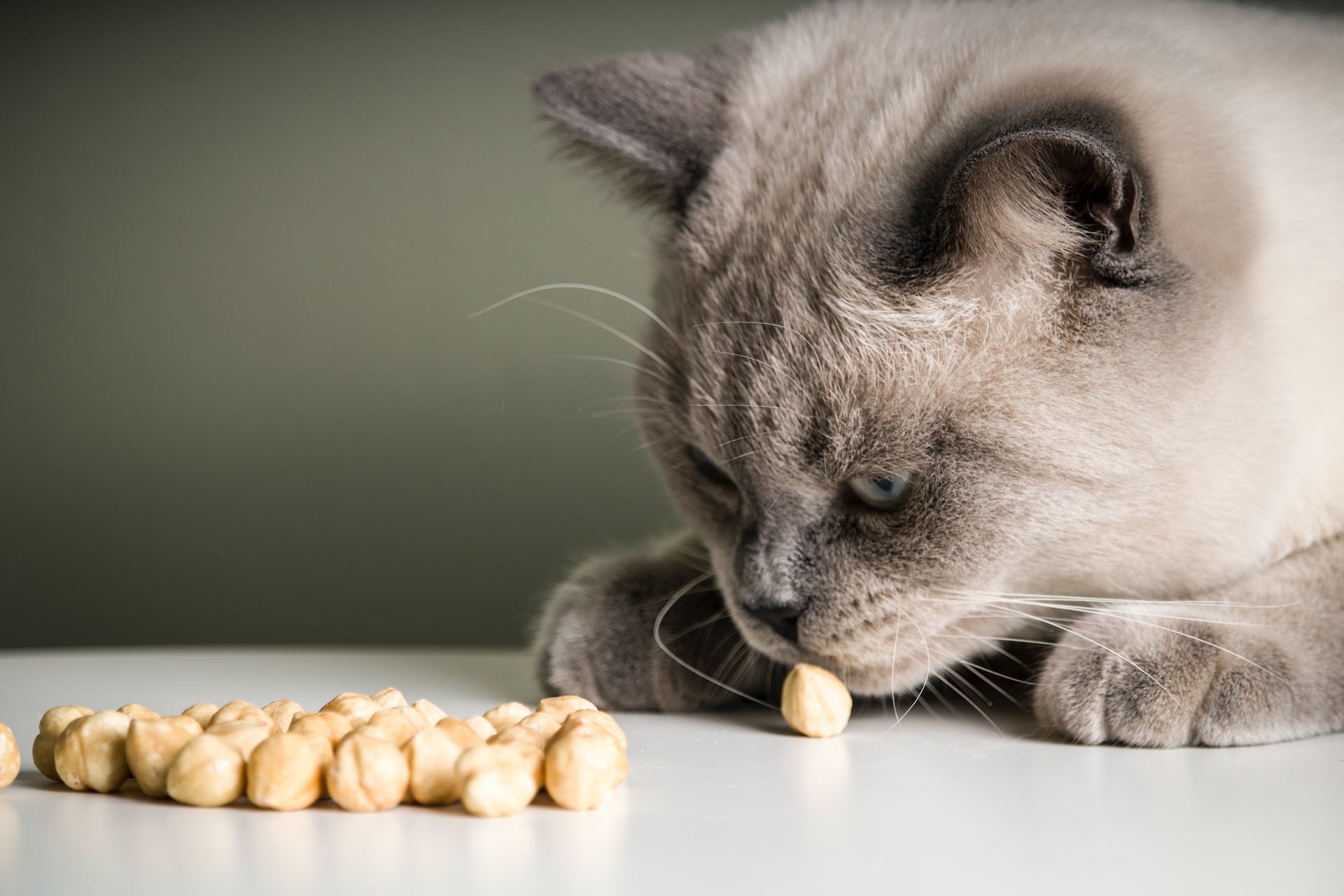 A cat sniffing nuts on a kitchen table