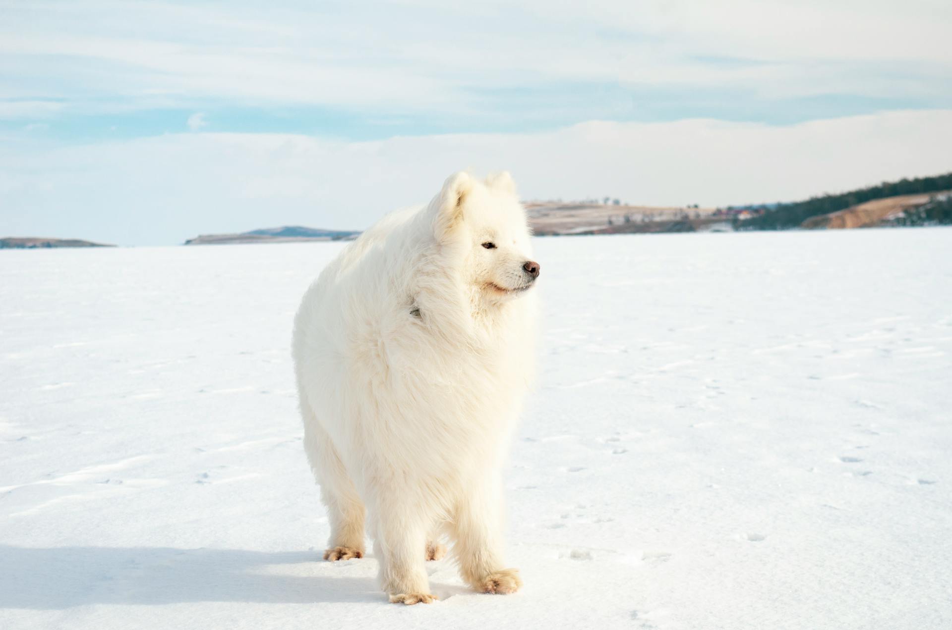 A Samoyed standing in a snowy field