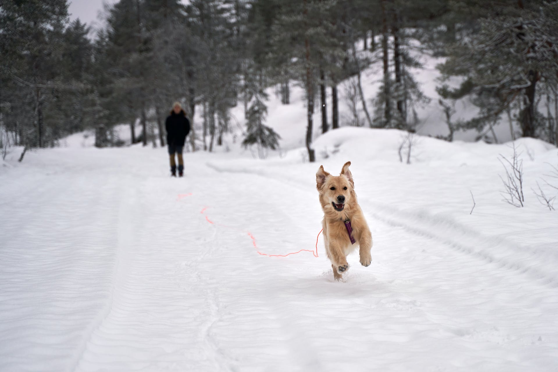 A dog running away into a snowy forest
