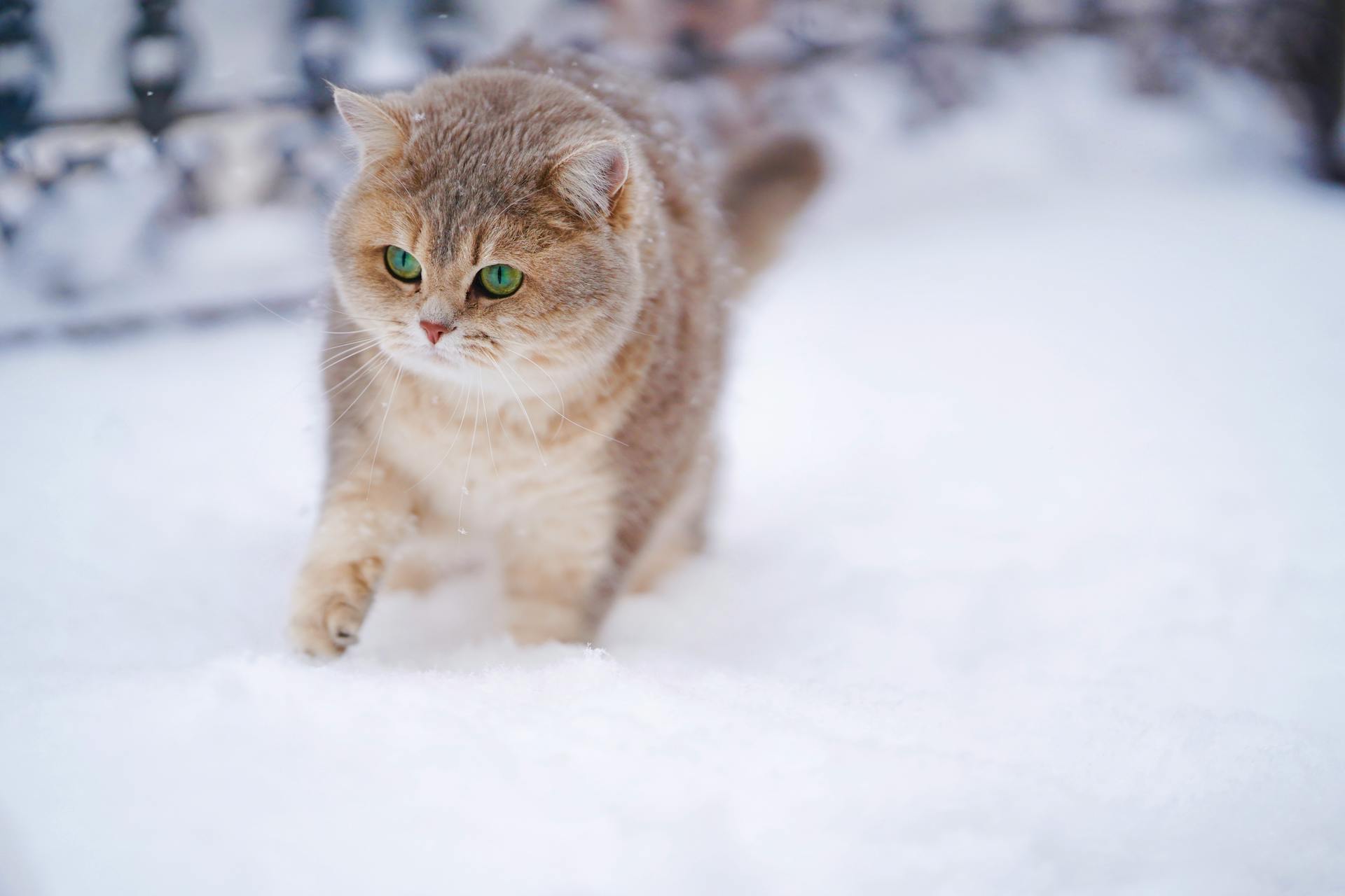 An outdoor cat exploring a snowy garden