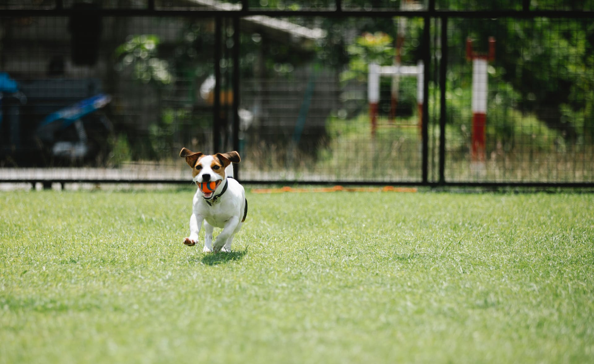 A Jack Russell Terrier running in a field with a ball in their mouth