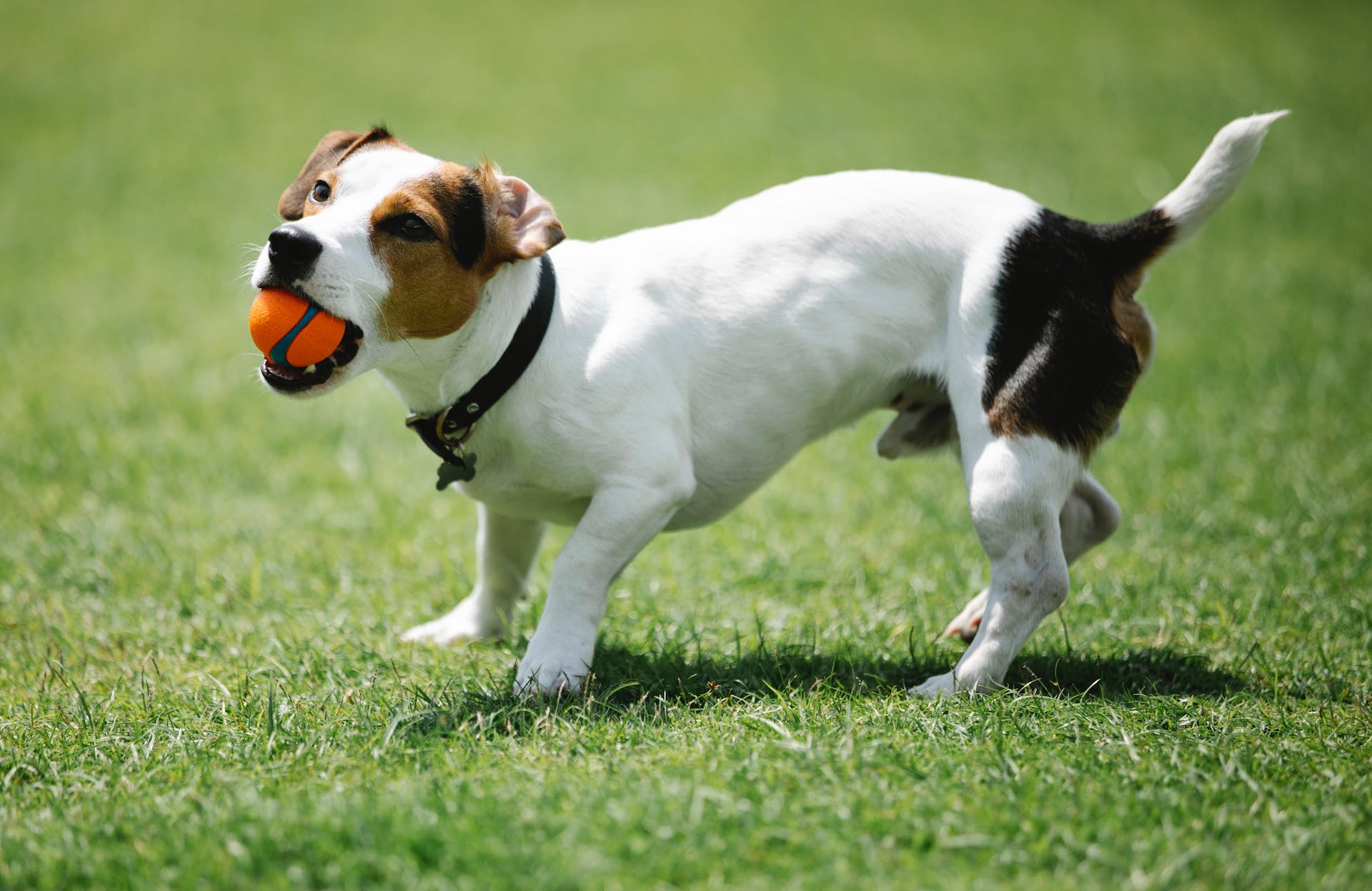 A Jack Russell terrier with a ball in their mouth in an open field