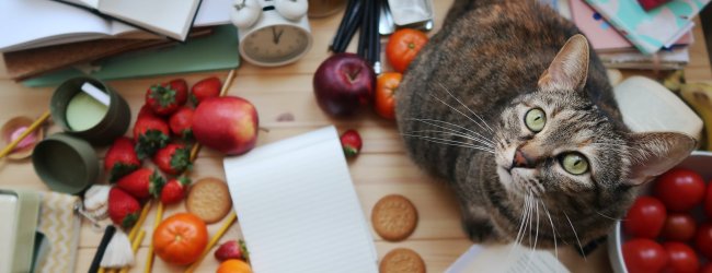 A cat on a tale surrounded by fruits and vegetables