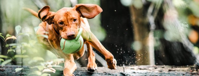A Vizsla dog running through a forest with a ball in their mouth