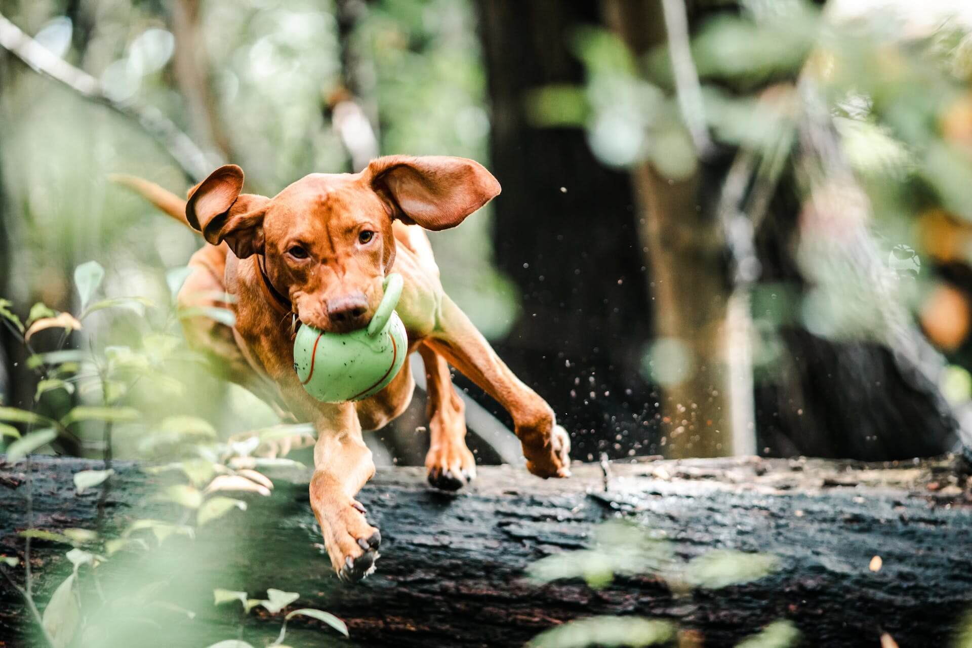 A Vizsla dog running through a forest with a ball in their mouth
