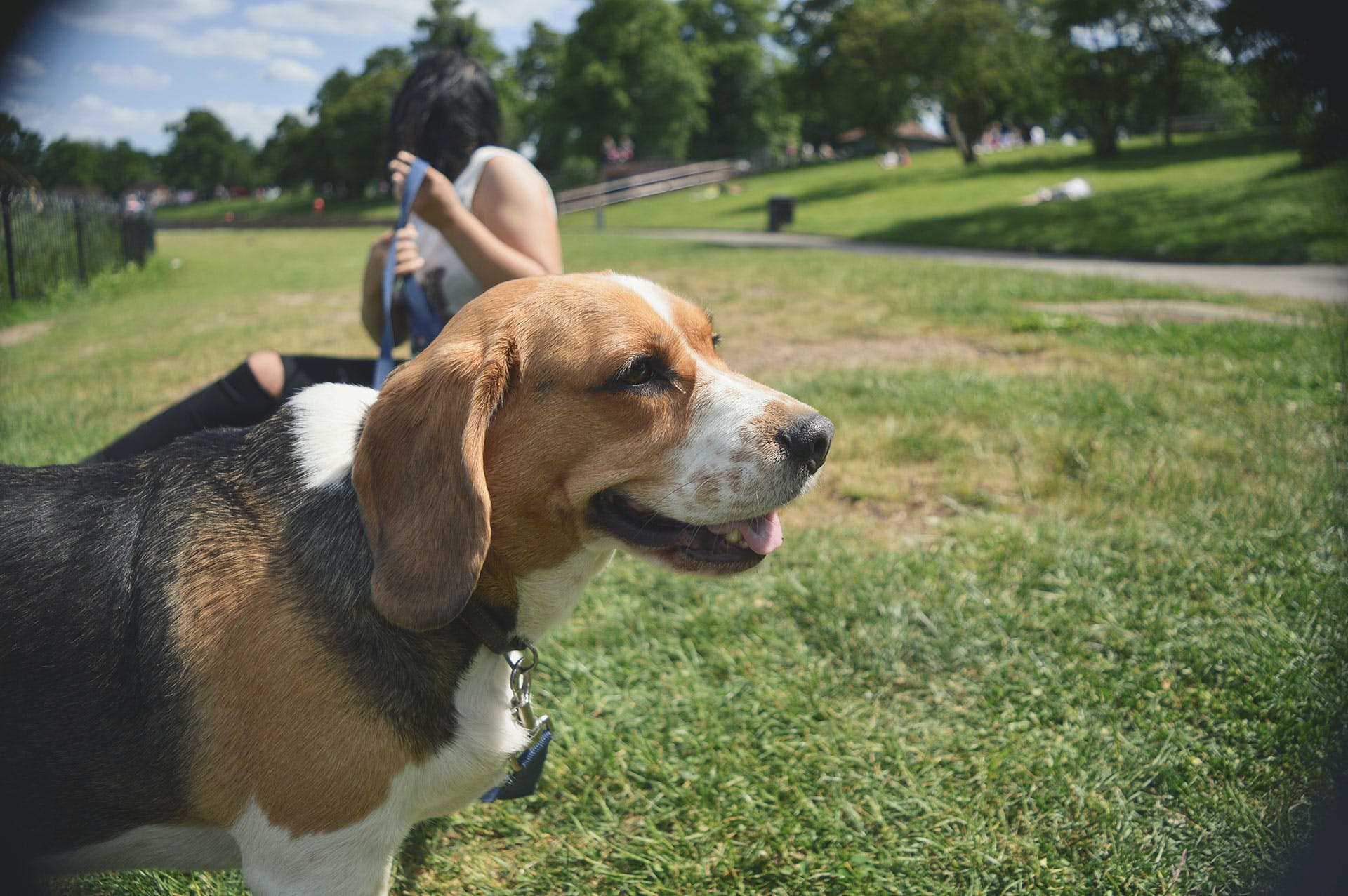 A Beagle on a leash standing in a sunny field outdoors