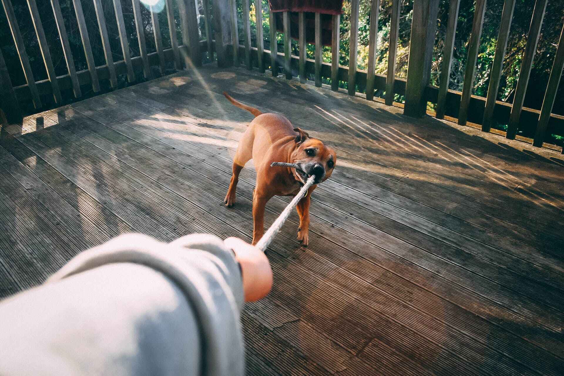A man playing tug of war with his dog in a balcony