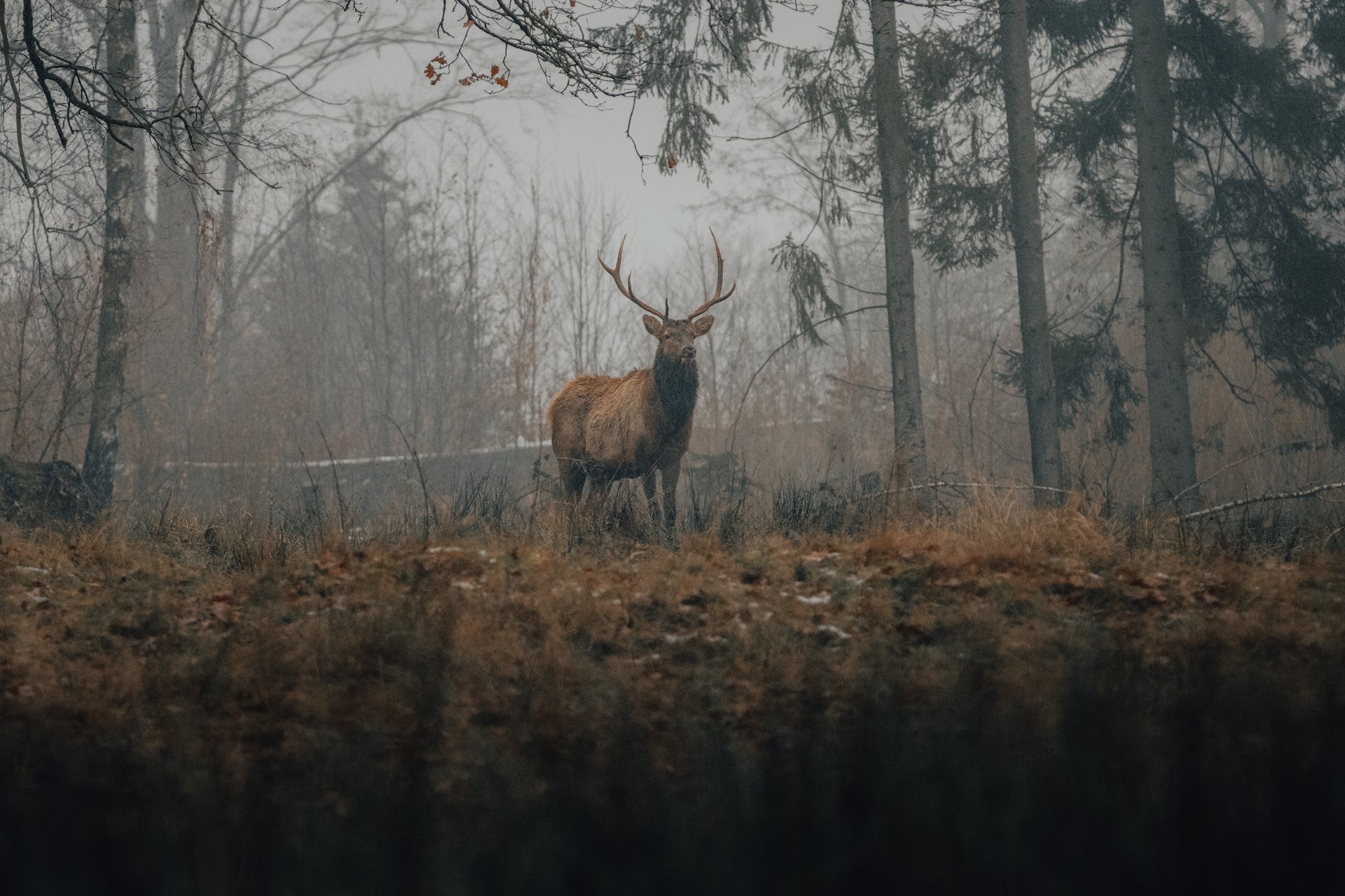 A stag standing in a winter forest