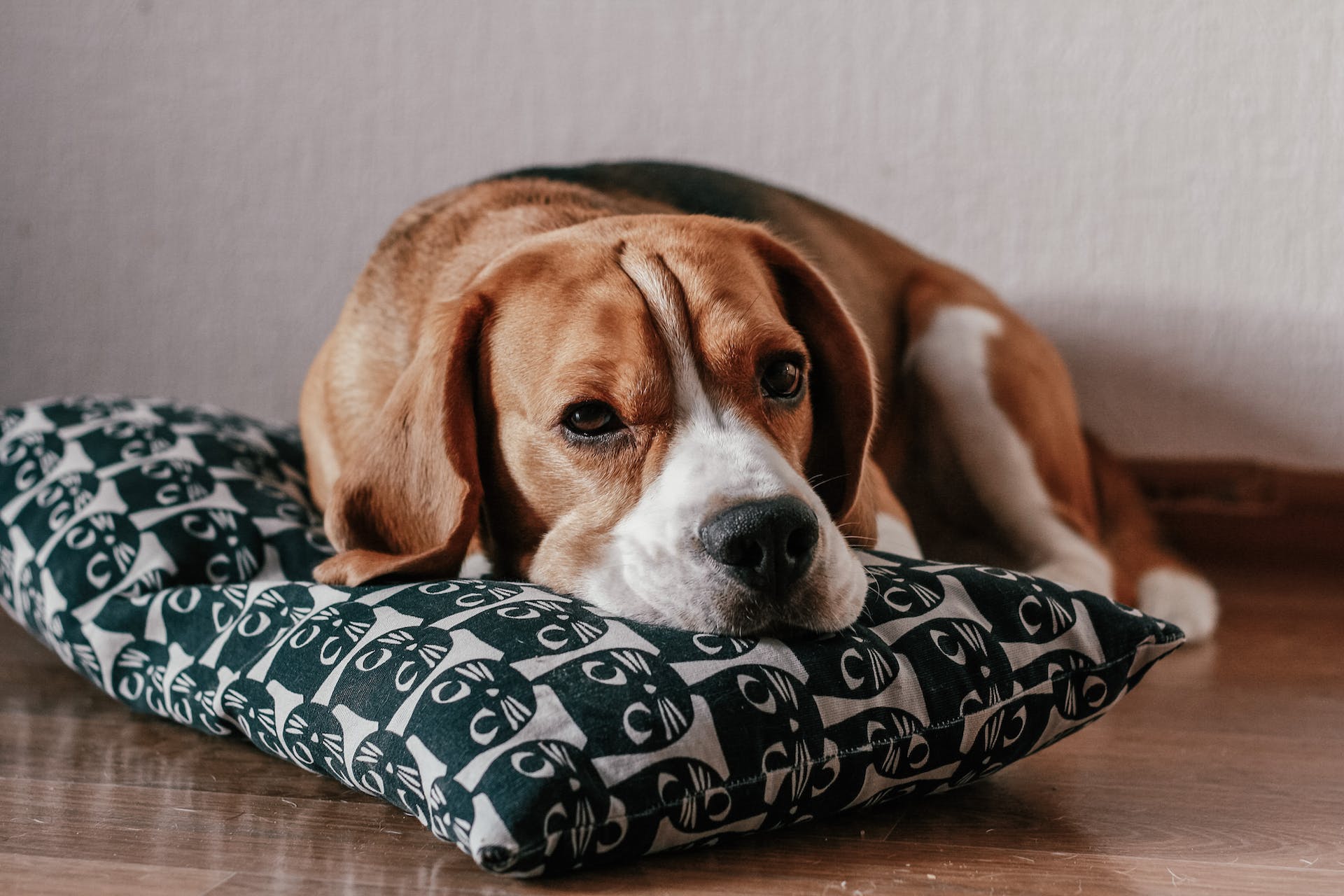 A Beagle sitting on a pillow on the floor