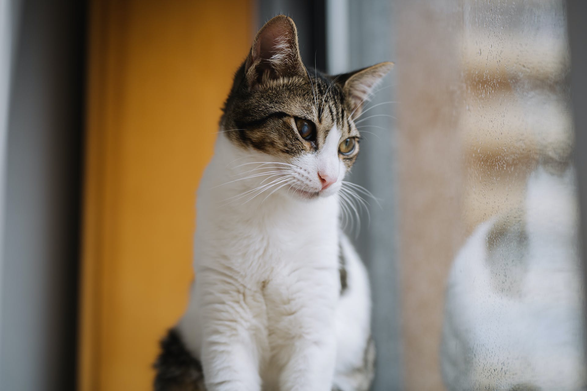 Een kat zit bij een raam