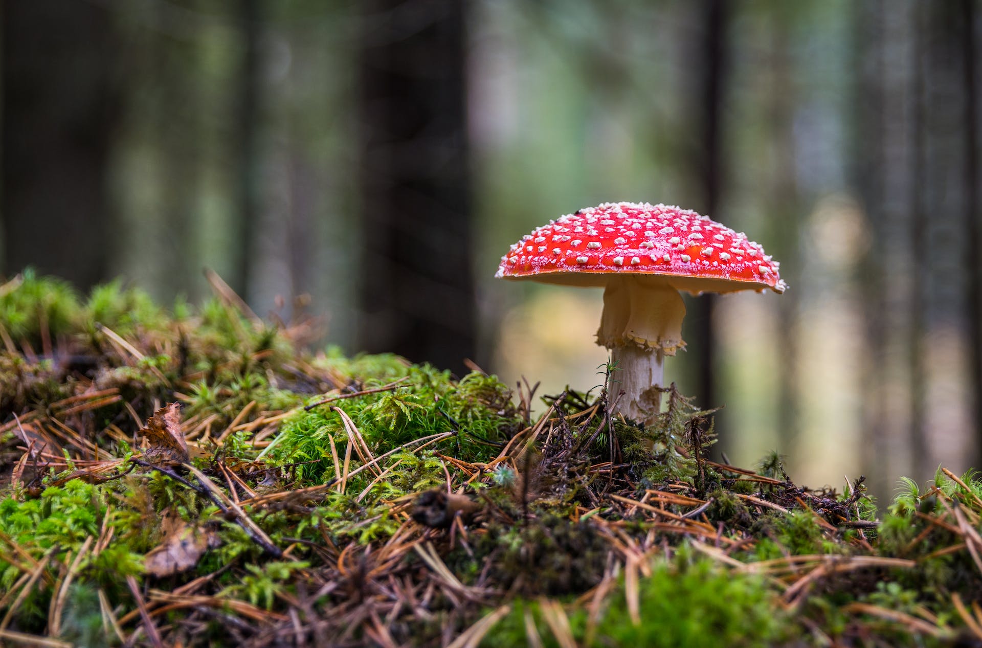 A bright red mushroom in a forest