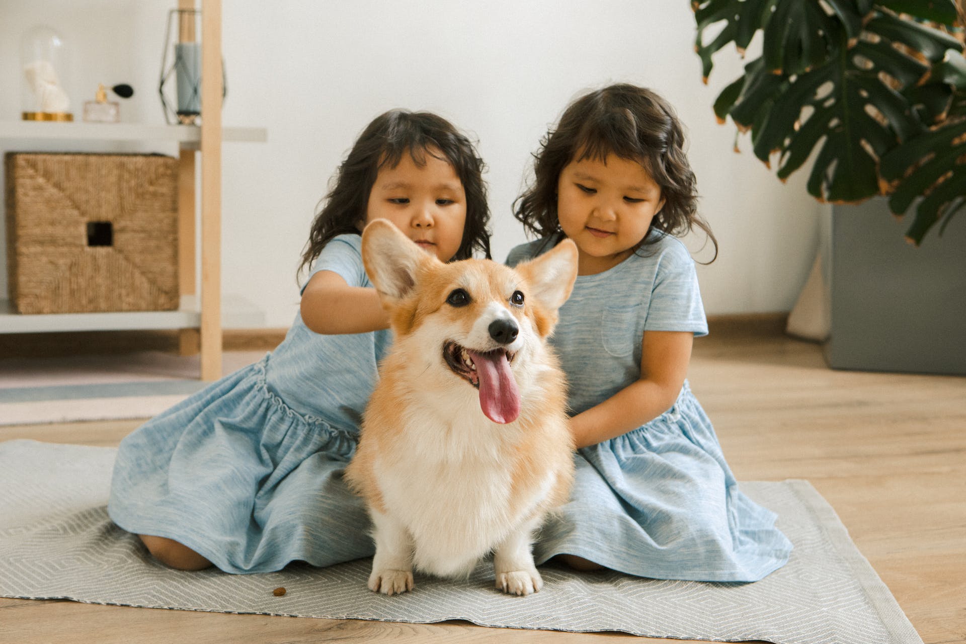 Twin toddlers sitting with a Corgi indoors