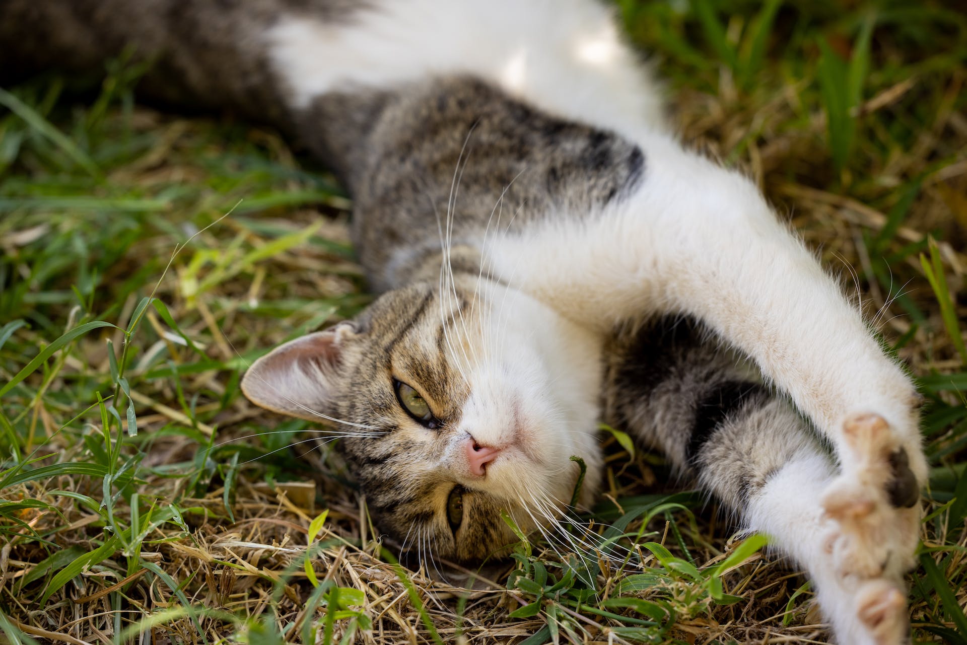 A cat stretching in the grass
