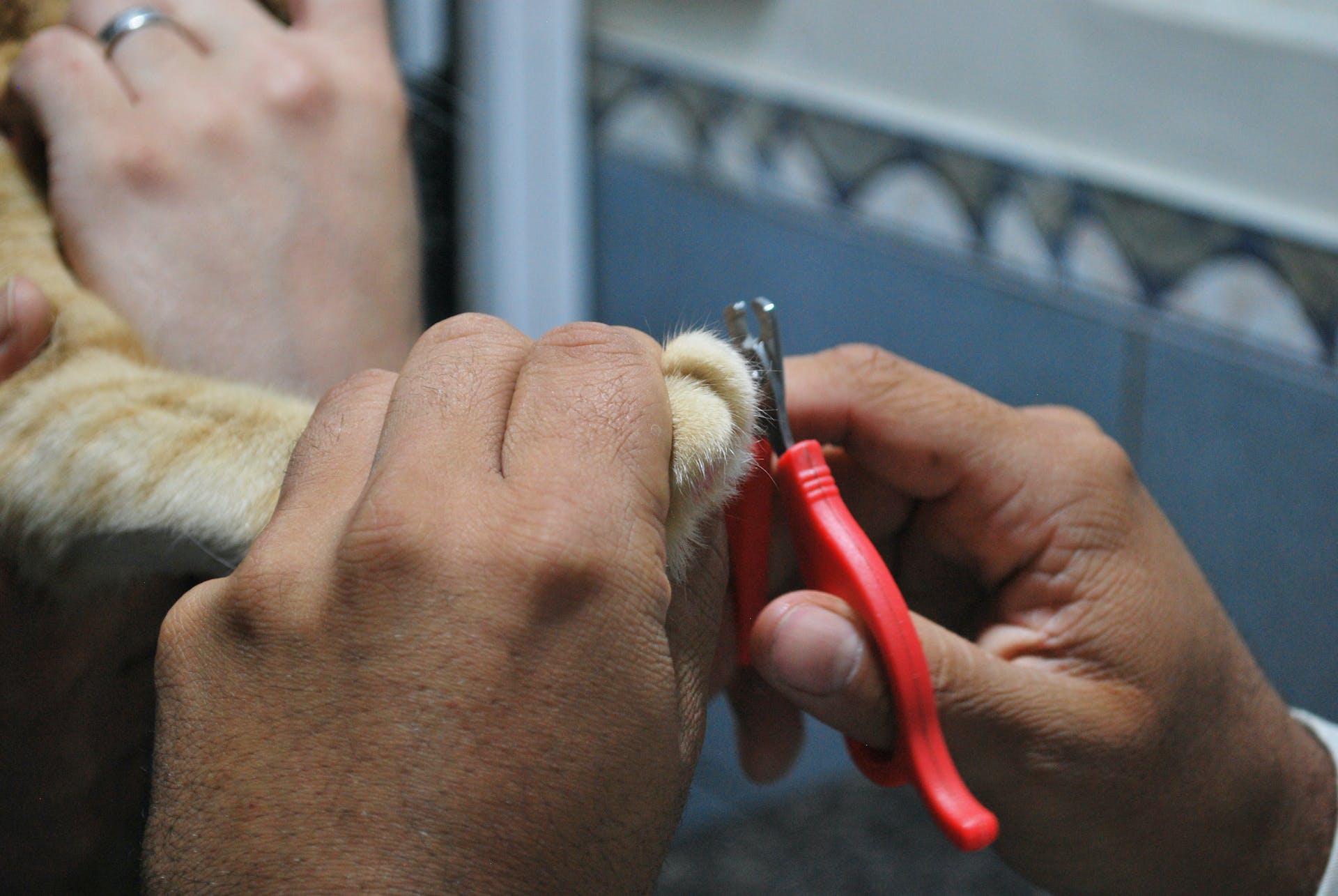 A man trimming a cat's nails with a clipper