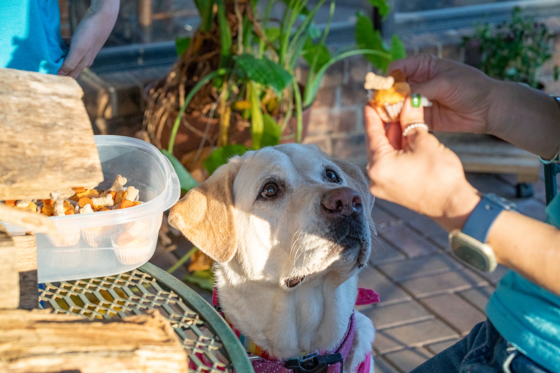 A woman offering a dog a treat outdoors