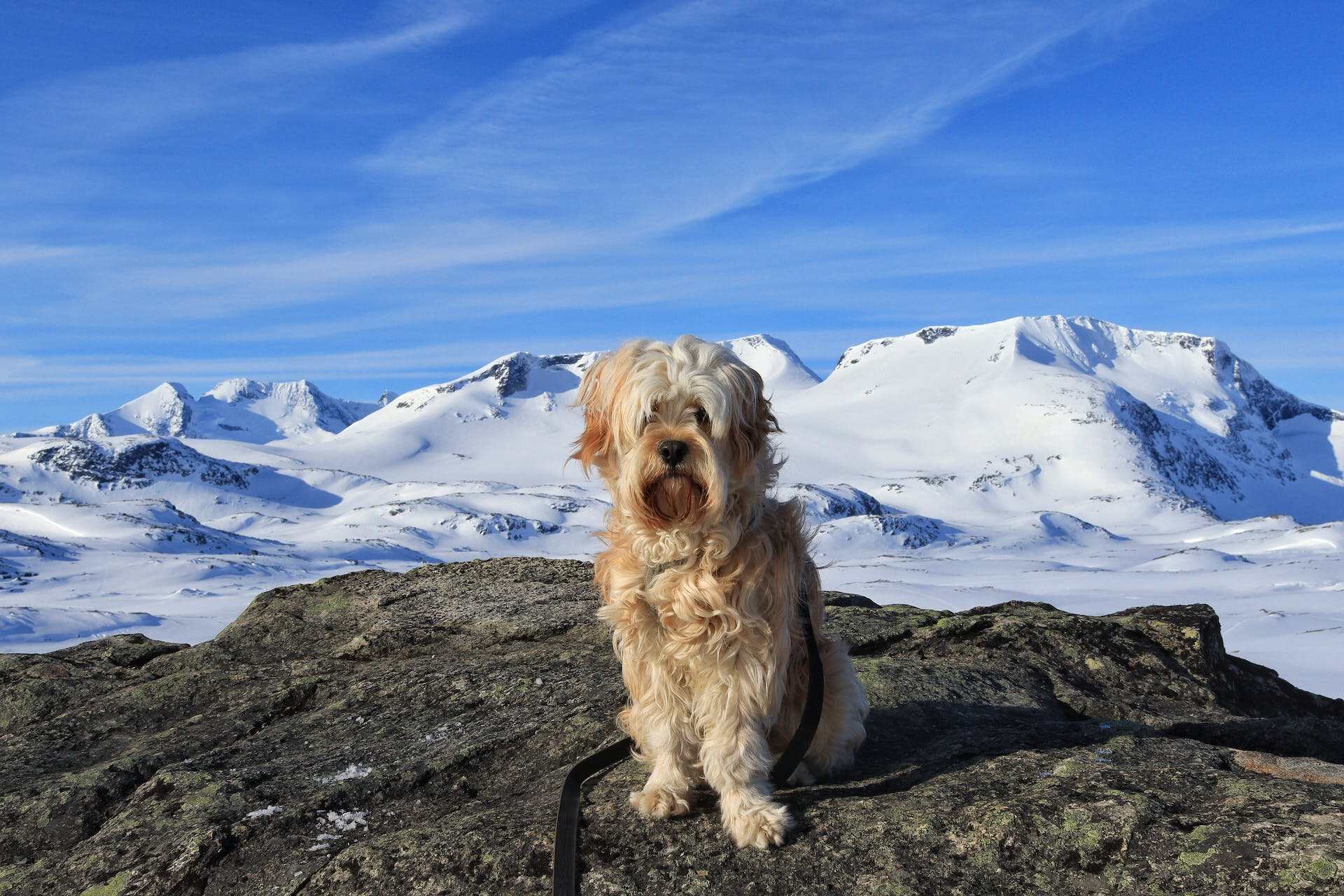 A Tibetan terrier sitting by a snowy mountain top