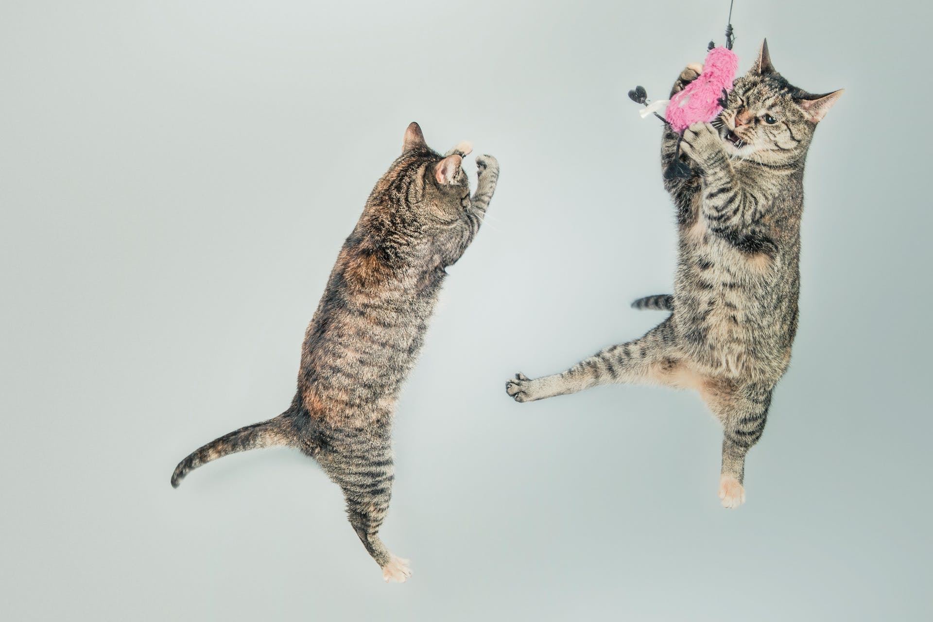 Two cats pouncing on a string toy
