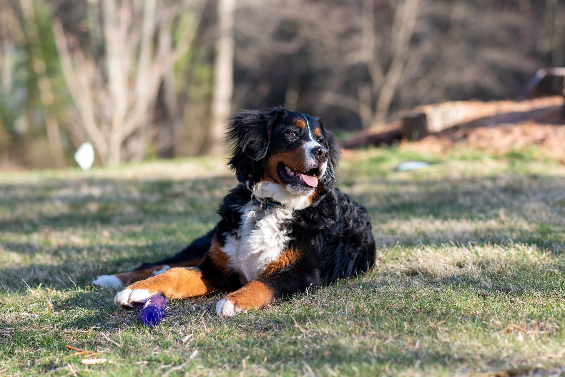 A Bernese mountain dog sitting in a lawn