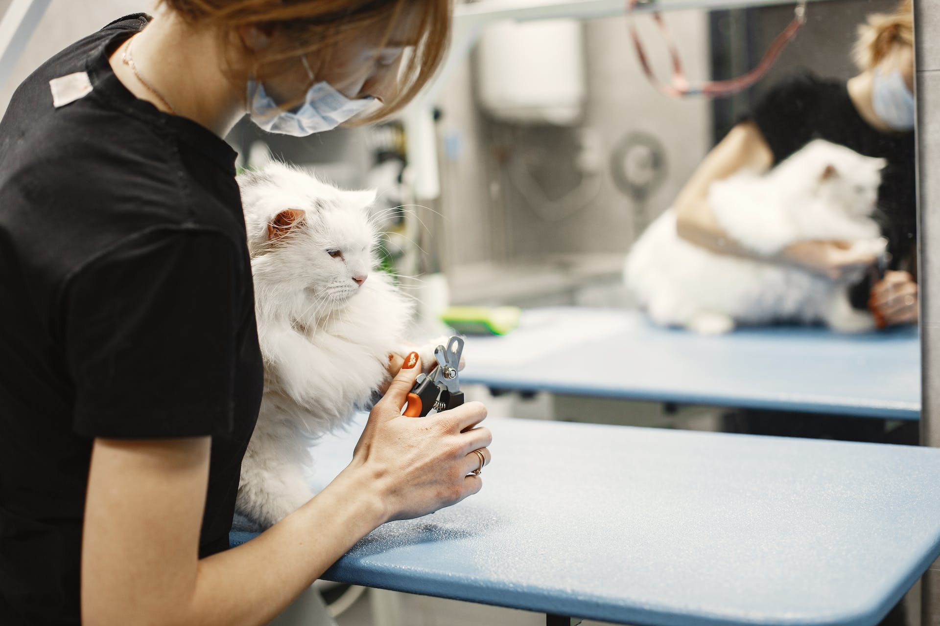 A vet clipping a cat's nails at a clinic