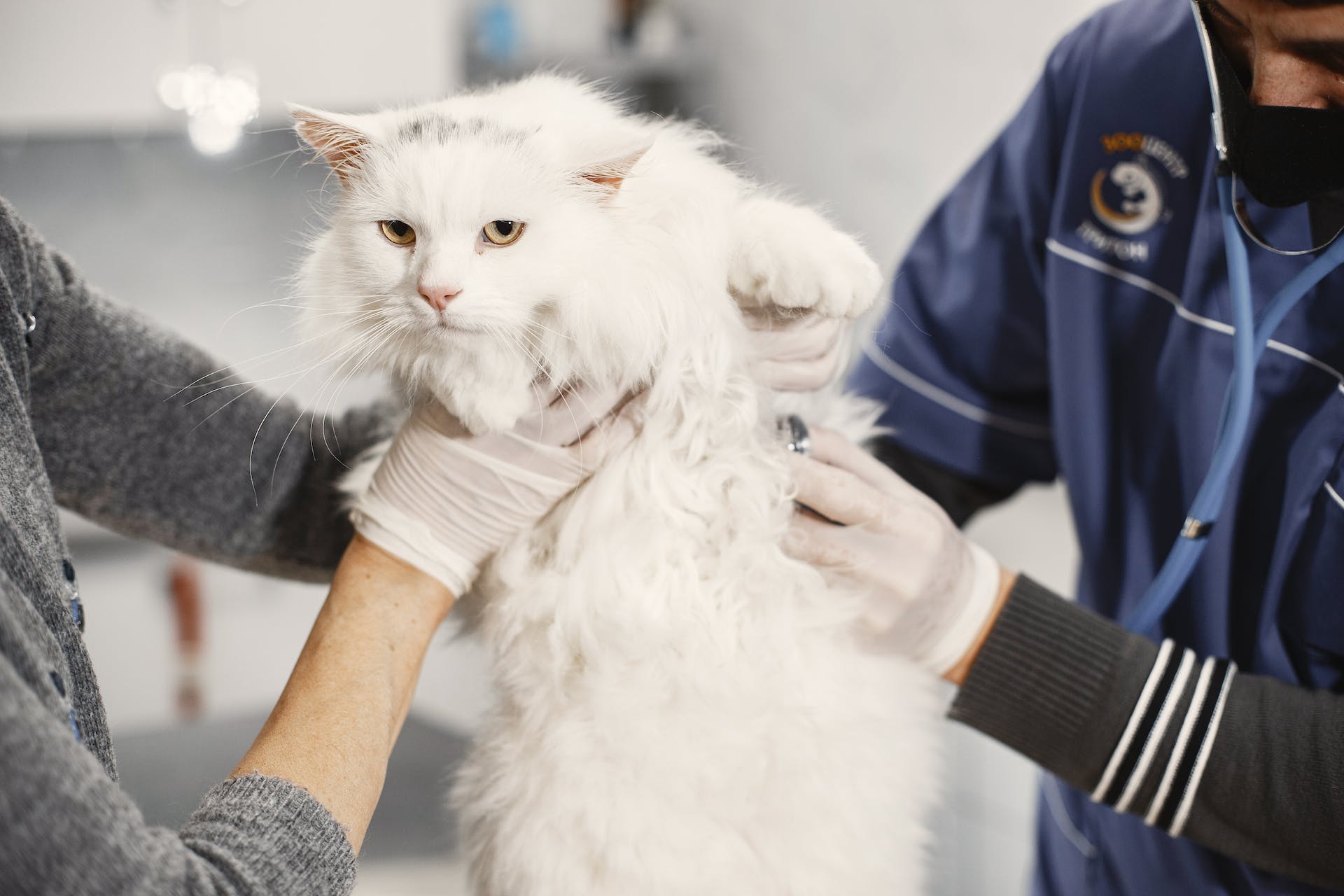 Weiße Katze beim Tierarzt