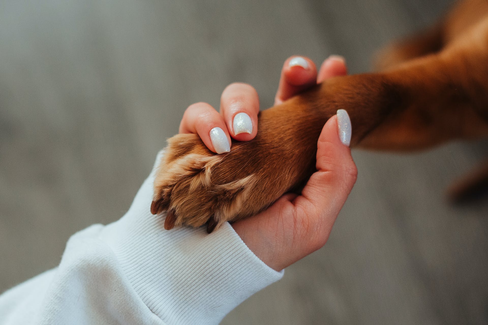 A woman teaching her puppy how to do the paw command