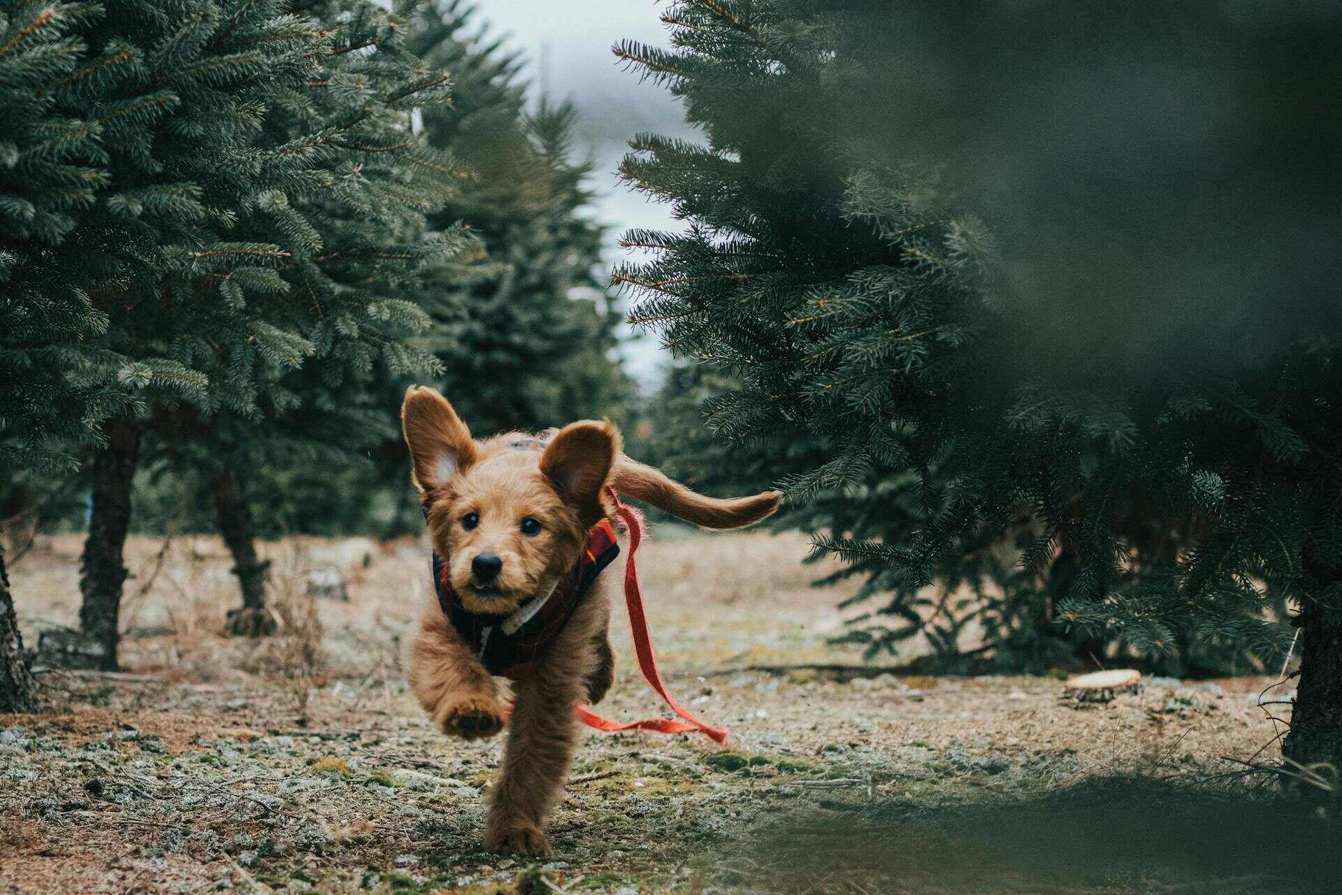 A puppy running away into the woods