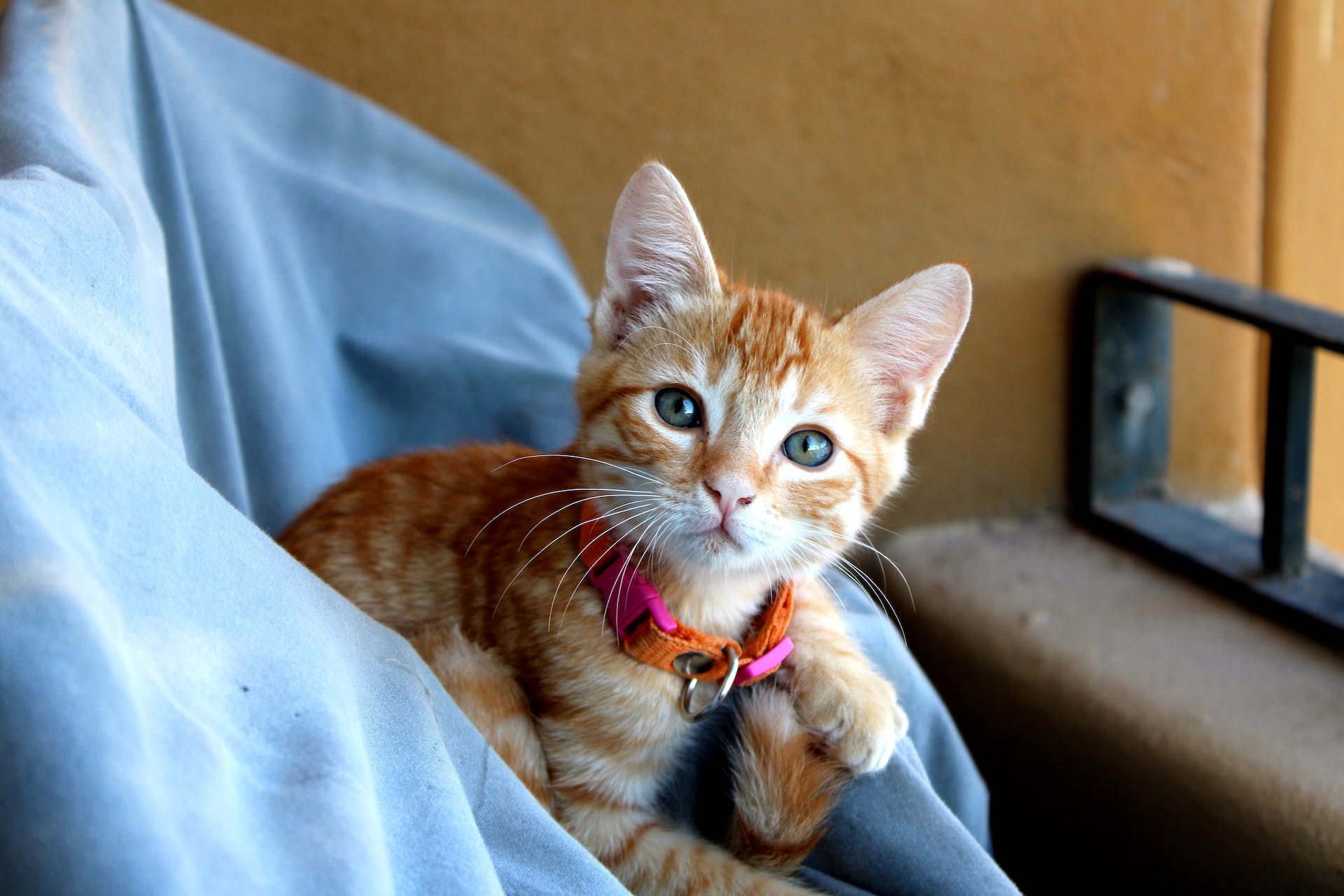 An indoor cat wearing a collar