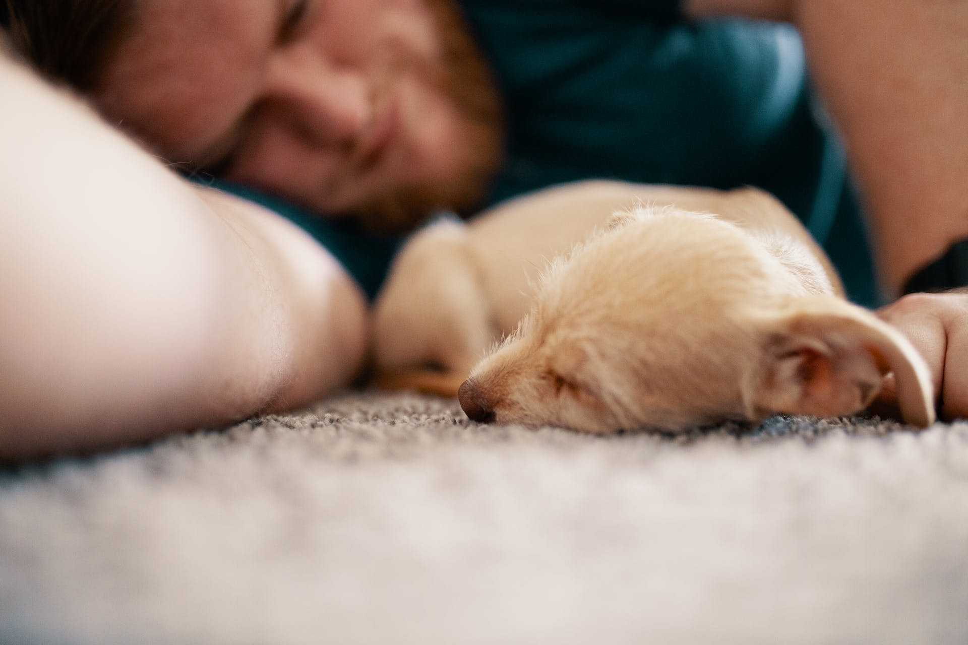 A puppy sleeping next to a man in bed